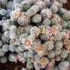 Mammillaria_vetula_ssp_gracilis